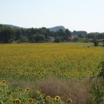 girasoles polop