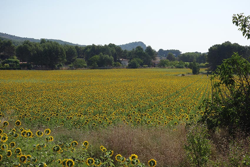 girasoles polop