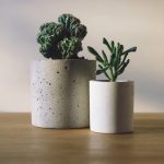 plantas-de-interior